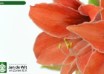 hippeastrum Tierra (2)
